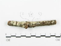 阿太菌屬藏品圖，第1張