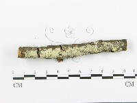 阿太菌屬藏品圖，第3張