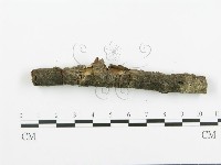 阿太菌屬藏品圖，第4張