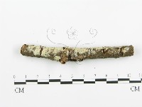 阿太菌屬藏品圖，第5張