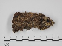 附毛菌屬藏品圖，第1張