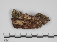 附毛菌屬藏品圖，第3張