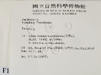 銀耳屬藏品圖，第2張