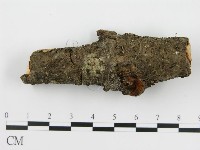 盤革菌屬藏品圖，第3張