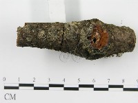 盤革菌屬藏品圖，第4張