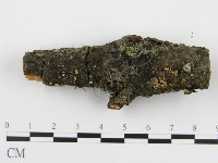 盤革菌屬藏品圖，第5張