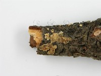 盤革菌屬藏品圖，第6張