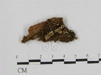 寡孔菌屬藏品圖，第1張