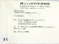 花耳屬藏品圖，第2張