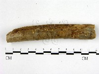 花耳屬藏品圖，第1張