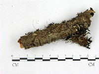 花耳屬藏品圖，第1張