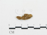 登錄號:F0013525藏品圖，第3張