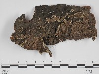 附毛菌屬藏品圖，第1張