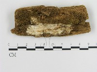 傑克菌屬藏品圖，第1張