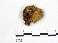 猴頭菇屬藏品圖，第1張