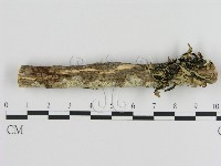 絲皮菌屬藏品圖，第1張