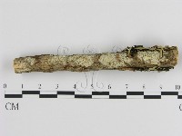 絲皮菌屬藏品圖，第3張