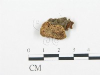 登錄號:F0013535藏品圖，第1張