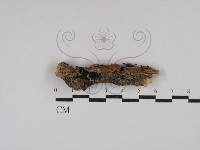 登錄號:F0013536藏品圖，第1張