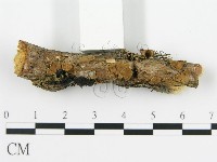 登錄號:F0013536藏品圖，第3張