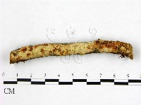 登錄號:F0013537藏品圖，第1張