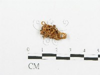 登錄號:F0013538藏品圖，第1張