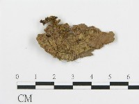 登錄號:F0013539藏品圖，第1張