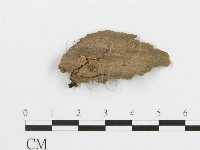 登錄號:F0013539藏品圖，第3張