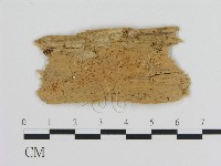 絲皮菌屬藏品圖，第1張