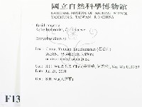 串擔革菌屬藏品圖，第2張