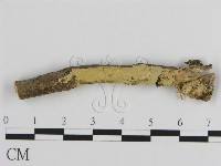 絲皮菌屬藏品圖，第1張