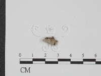 附毛菌屬藏品圖，第1張