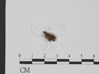 附毛菌屬藏品圖，第3張