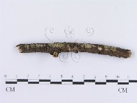 登錄號:F0013545藏品圖，第3張
