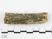 盤革菌屬藏品圖，第4張