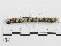 筍殼菌屬藏品圖，第1張