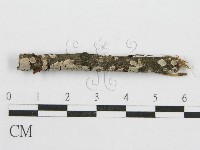 筍殼菌屬藏品圖，第3張