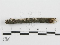 筍殼菌屬藏品圖，第5張