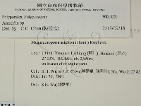 薄孔菌屬藏品圖，第2張