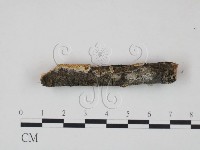 薄孔菌屬藏品圖，第3張