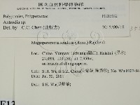 薄孔菌屬藏品圖，第2張