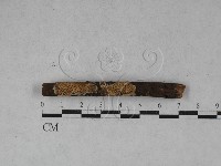 薄孔菌屬藏品圖，第1張