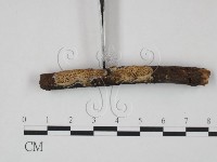 薄孔菌屬藏品圖，第3張