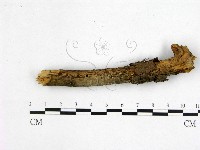 花耳屬藏品圖，第3張