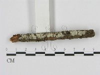 剛毛絲皮菌藏品圖，第1張