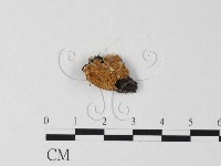 登錄號:F0013560藏品圖，第1張