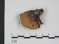 登錄號:F0013562藏品圖，第1張