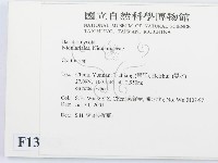 黑蛋巢菌屬藏品圖，第2張