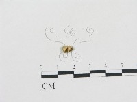 黑蛋巢菌屬藏品圖，第1張