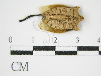 絲皮菌屬藏品圖，第3張